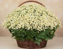 Цветочная композиция из Ромашки в корзине #REPLACE_PRED# Уварово